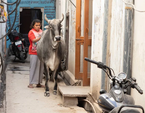 Αγελάδα Ινδιάνικο Σοκάκι — Φωτογραφία Αρχείου