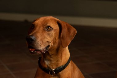 Ahırdan bakan beyaz at ve boksör köpeği oturuyor