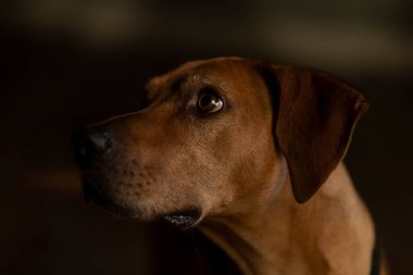 Rocco, duygusal ifadeli köpek oyuncusu.