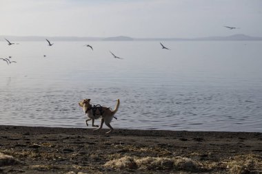 Köpek rıhtımda kuşlarla oynuyor.