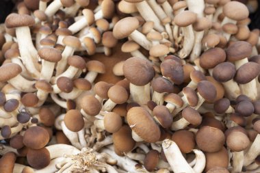 Kavak mantarı (Cyclocybe aegerita) çok