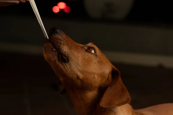 Rocco Hundedarsteller Mit Emotionalem Ausdruck — Stockfoto