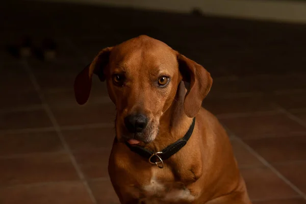 Rocco, Dog actor with emotional expression