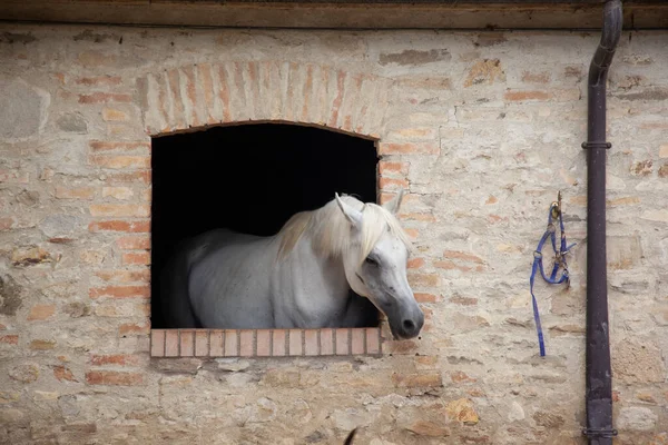 Koňské Okno Pes Sedí — Stock fotografie