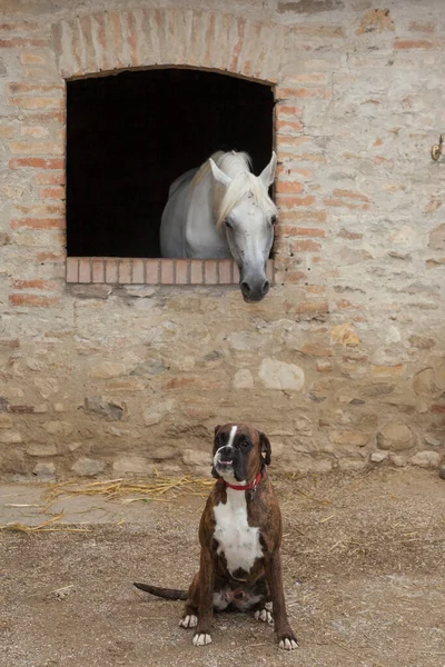 Horse window and dog sitting