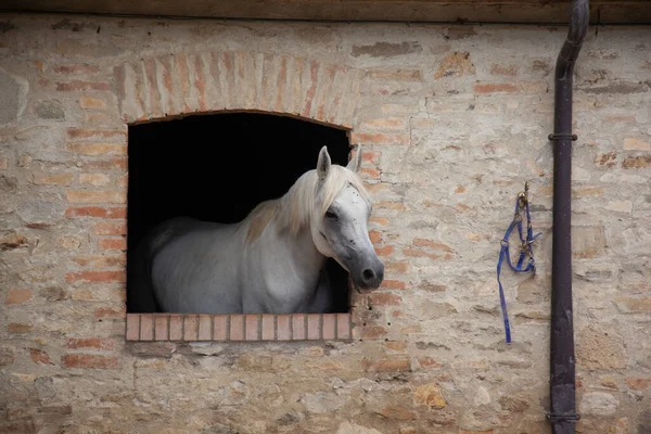 Koňské Okno Pes Sedí — Stock fotografie