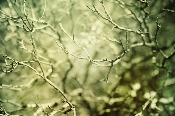 Background of vintage branches — Stock Photo, Image