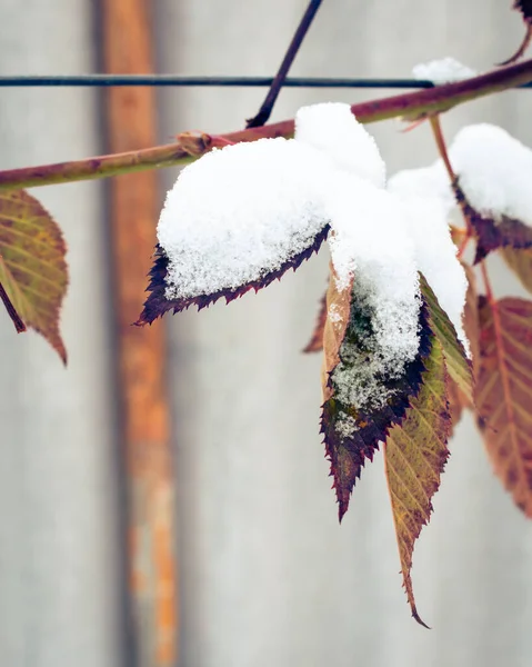 Nieve Recién Caída Hielo Las Hojas Ramas Una Planta Siempreverde — Foto de Stock