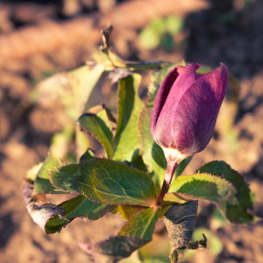 Mor cehennem köpüğü çiçekleri şubatta açar, ormandaki kır çiçekleri