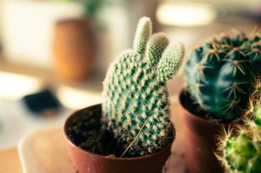 Küçük saksılarda dikenli kaktüslerin makro fotoğrafı, ev bitkisi.