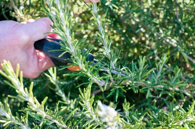 Adam mutfakta kullanmak için aromalı biberiye çalılığından küçük bir dal kesiyor.