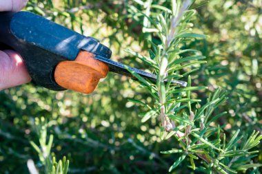 Adam mutfakta kullanmak için aromalı biberiye çalılığından küçük bir dal kesiyor.
