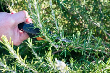 Adam mutfakta kullanmak için aromalı biberiye çalılığından küçük bir dal kesiyor.