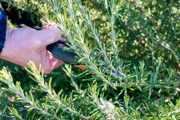Adam mutfakta kullanmak için aromalı biberiye çalılığından küçük bir dal kesiyor.