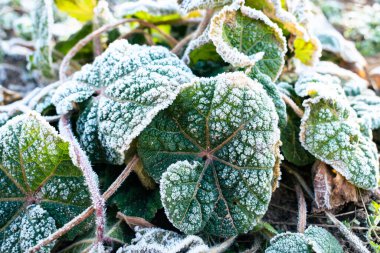 Soğuk bir kış sabahı soğuk yeşil bir yaprak