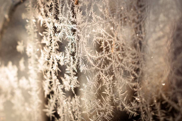 Cold Winter Morning Ice Flowers Glass Background Copy Space — Stock Photo, Image