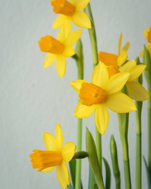 Çiçek açan sarı nergis çiçeği arkaplanı kopya alanı ile