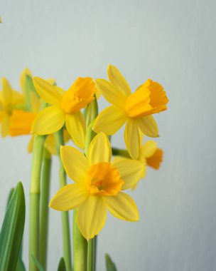 Çiçek açan sarı nergis çiçeği arkaplanı kopya alanı ile