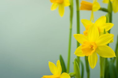 Çiçek açan sarı nergis çiçeği arkaplanı kopya alanı ile