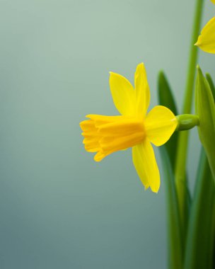 Çiçek açan sarı nergis çiçeği arkaplanı kopya alanı ile