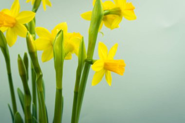 Çiçek açan sarı nergis çiçeği arkaplanı kopya alanı ile