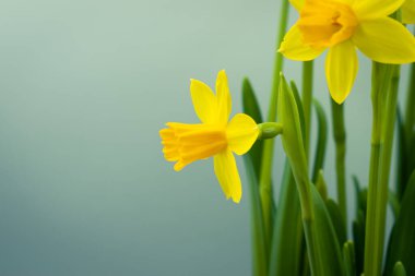 Çiçek açan sarı nergis çiçeği arkaplanı kopya alanı ile