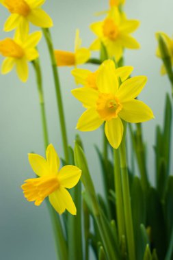 Çiçek açan sarı nergis çiçeği arkaplanı kopya alanı ile