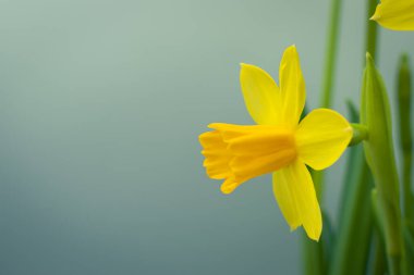 Çiçek açan sarı nergis çiçeği arkaplanı kopya alanı ile