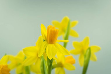 Çiçek açan sarı nergis çiçeği arkaplanı kopya alanı ile