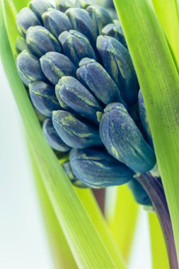 Fotokopi alanı olan mor sümbül çiçeği arkaplanı