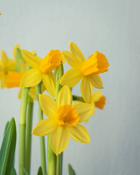 Flores Narciso Amarillo Floreciente Fondo Con Espacio Copia —  Fotos de Stock