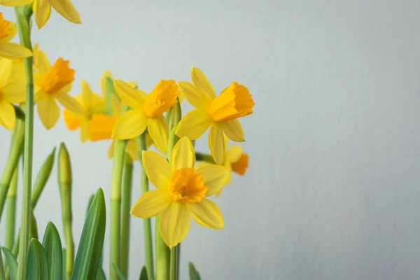 Blommande Gula Påsklilja Blommor Bakgrund Med Kopia Utrymme — Stockfoto