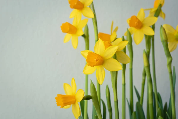 Flores Narciso Amarillo Floreciente Fondo Con Espacio Copia —  Fotos de Stock