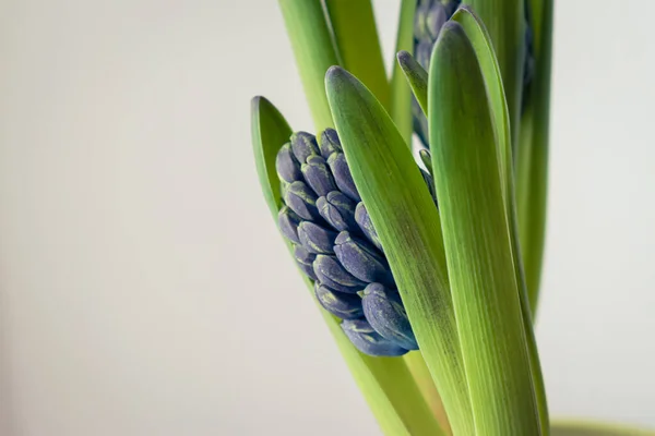 Bud Lila Hyacint Blommor Bakgrund Med Kopia Utrymme — Stockfoto