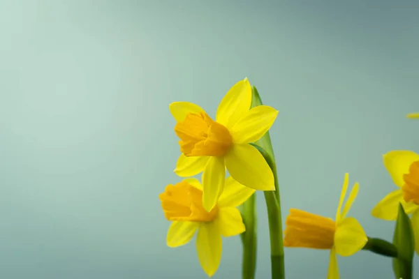 Квітучі Жовті Квіти Нарцисів Фон Копіювальним Простором — стокове фото