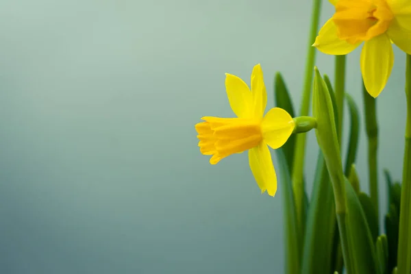 Blommande Gula Påsklilja Blommor Bakgrund Med Kopia Utrymme — Stockfoto