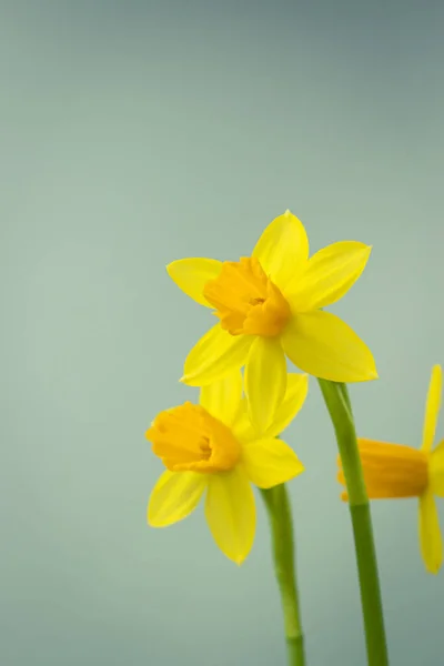 Blommande Gula Påsklilja Blommor Bakgrund Med Kopia Utrymme — Stockfoto