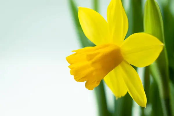 Blommande Gula Påsklilja Blommor Bakgrund Med Kopia Utrymme — Stockfoto