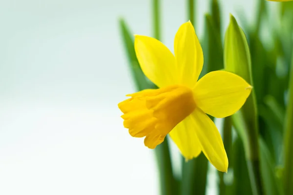 Blommande Gula Påsklilja Blommor Bakgrund Med Kopia Utrymme — Stockfoto