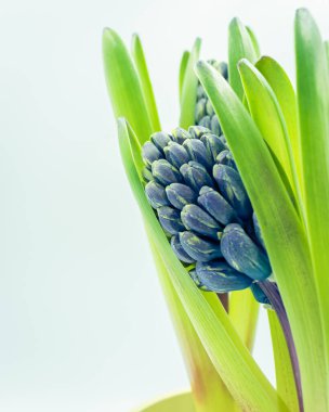 Fotokopi alanı olan mor sümbül çiçeği arkaplanı