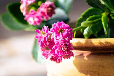 Pembe Kalanchoe çiçeğinin kapanışı çiçek açıyor, arka plan fotokopi uzayı ile kapanıyor