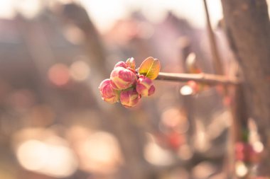İlkbaharda bir dalda büyüyen pembe tomurcuklar, kopyalama alanı olan doğal arkaplan