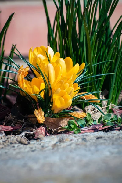 黄色のクロッカスの花の束 コピースペース付きの春の背景 — ストック写真