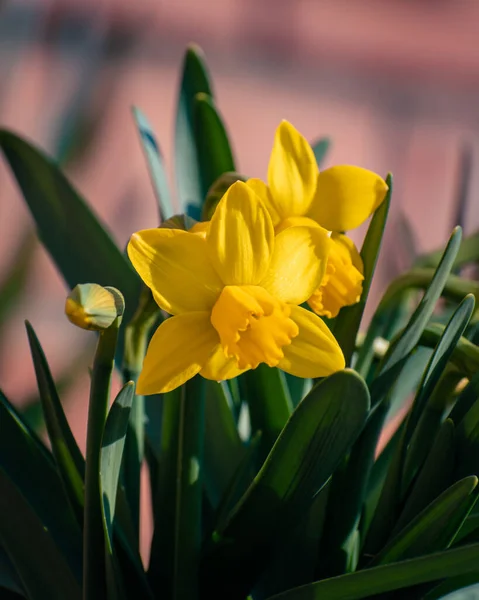 Leuchtend Gelbes Narzissenbeet Garten Frühling — Stockfoto