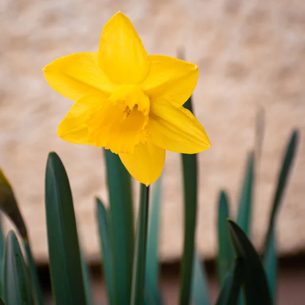 Lecho Flores Narciso Amarillo Brillante Jardín Primavera —  Fotos de Stock