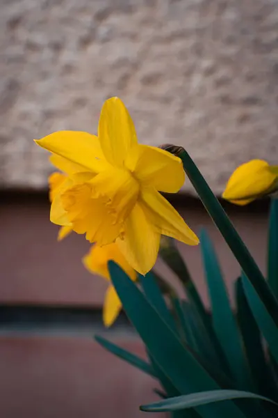 Jasně Žlutý Narcis Květinový Záhon Zahradě Jaře — Stock fotografie