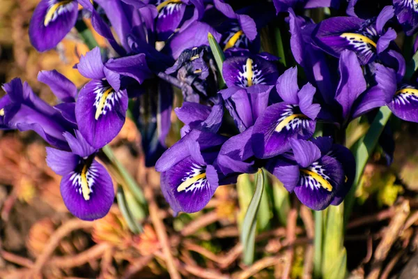 Taze Bahar Çiçekleri Renkli Mor Irisler Çiçek Açıyor — Stok fotoğraf