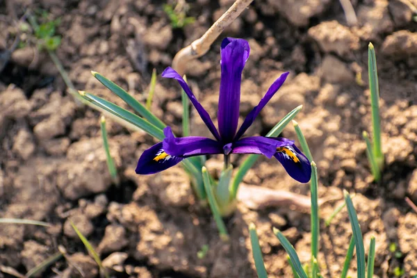新鲜的春花 五彩缤纷的紫色虹膜绽放 — 图库照片