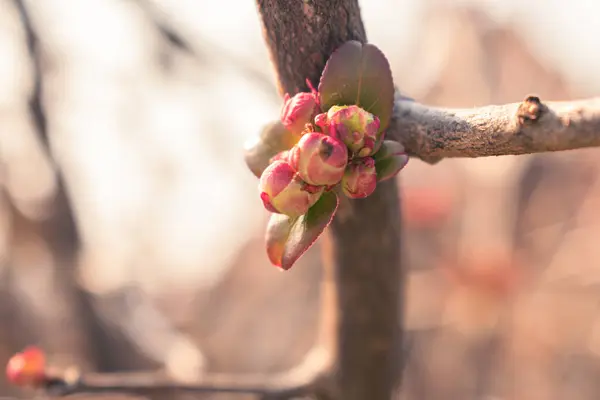 Brotes Rosados Creciendo Una Rama Primavera Fondo Natural Con Espacio —  Fotos de Stock