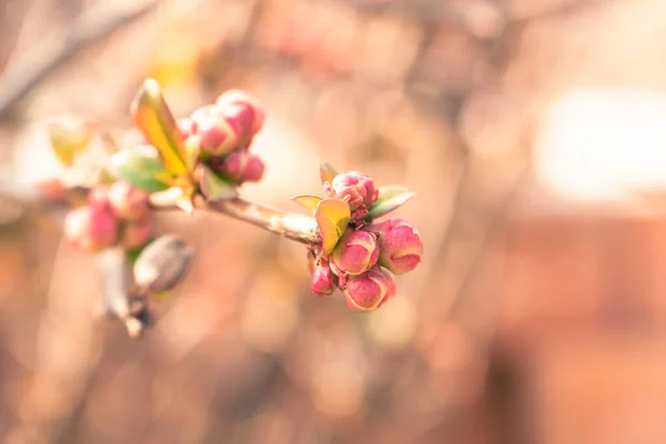 Brotes Rosados Creciendo Una Rama Primavera Fondo Natural Con Espacio —  Fotos de Stock